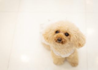 可愛いわんちゃんと