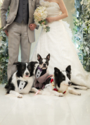 大型犬【ペット撮影✰】