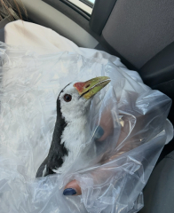 野生動物をレスキューしちゃいました!シロハラクイナとセマルハコガメ