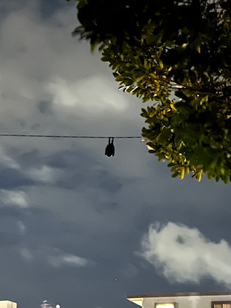 石垣島の野生の動物たち!!Part2★