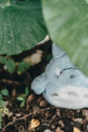 石垣島にいらした際の注意すべき事交通編