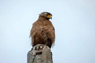 ぜひ見ていただきたい!特定天然記念物のカンムリワシに会えるかも・・・