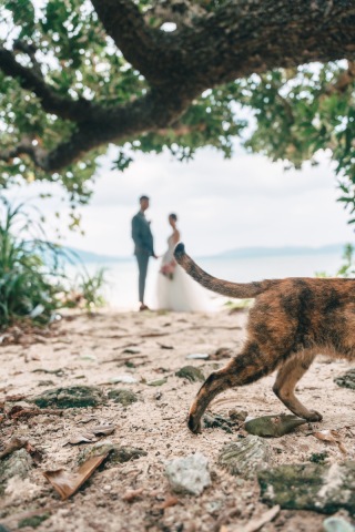 石垣島にいらした際の注意すべき交通事情