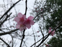 石垣島にも桜♪♪
