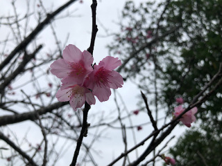石垣島にも桜♪♪