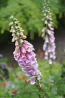 ガーデンは春から夏へ