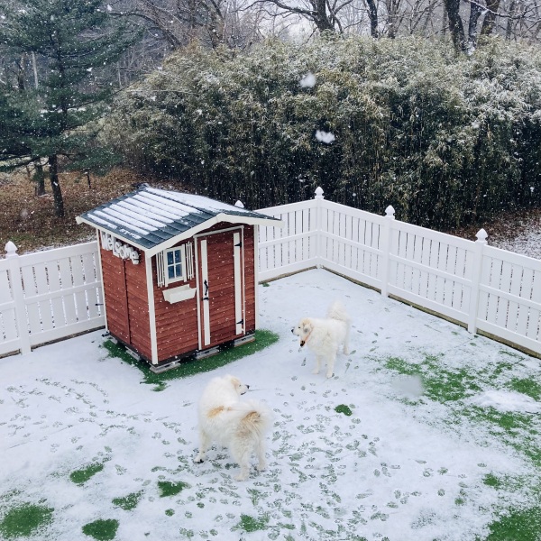 雪が降りました♪