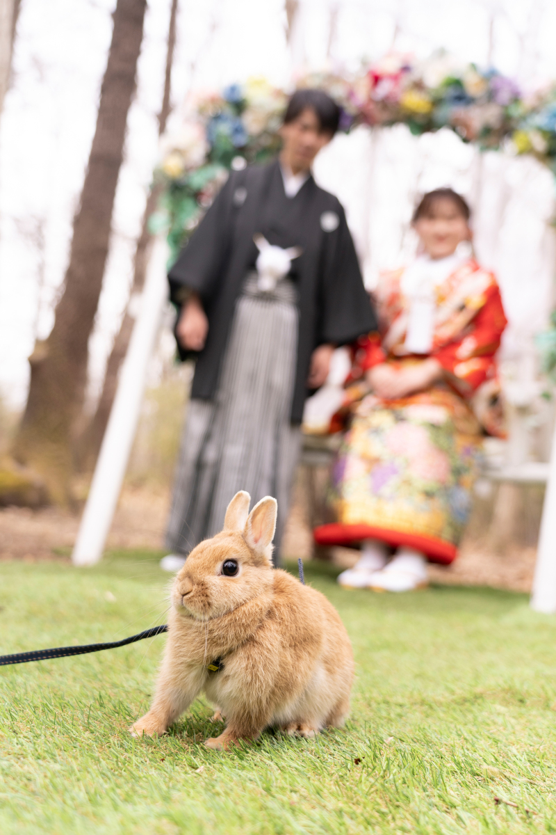 ペット撮影大歓迎♡ミーアキャット・うさぎ・インコも♡
