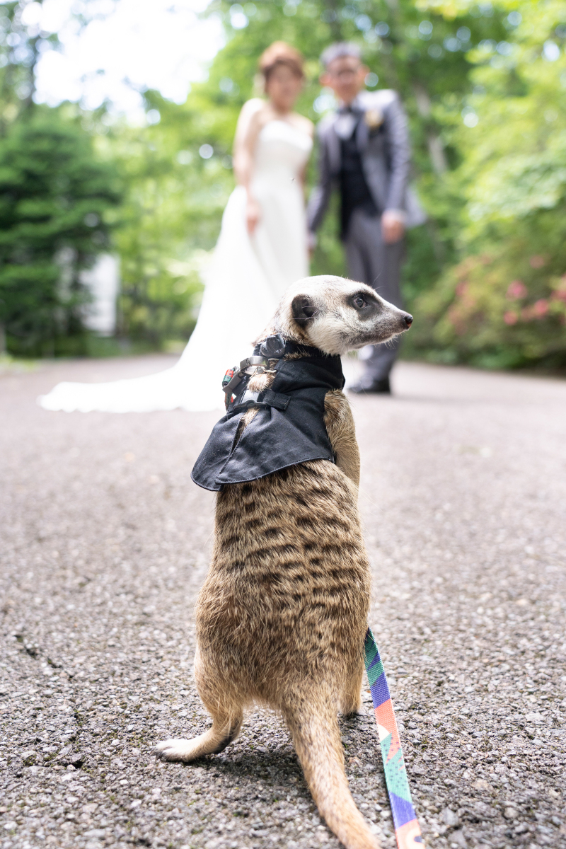 ペット撮影大歓迎♡ミーアキャット・うさぎ・インコも♡