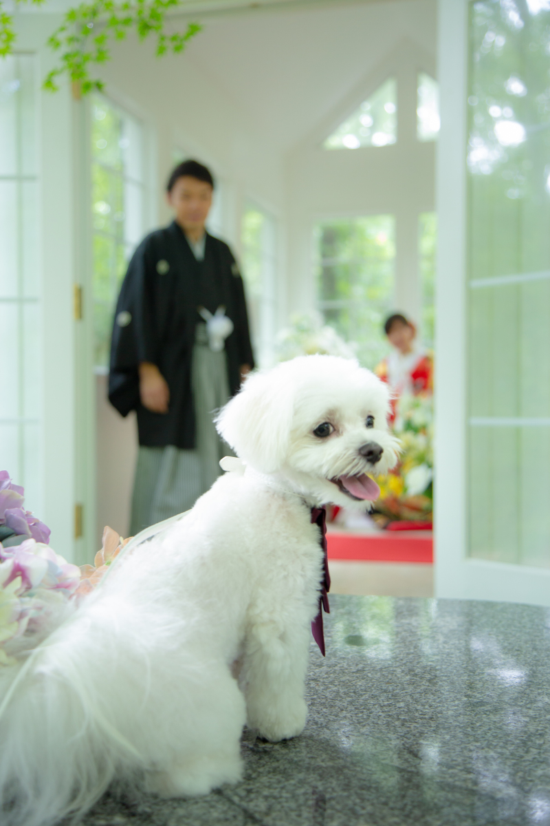 フォトウェディングは愛犬も一緒に♪