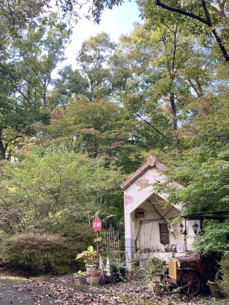 【2024紅葉】平年より遅い見頃となりそうです☆