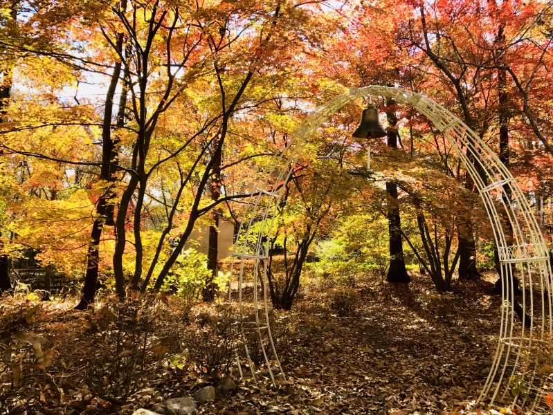 紅葉の時期に向けて