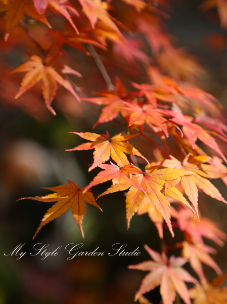 当店自慢の紅葉です!