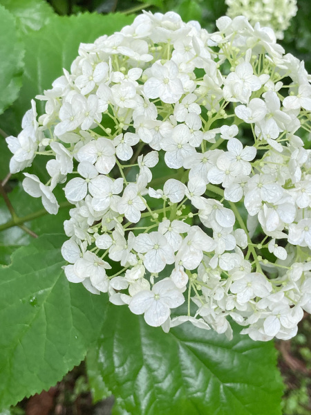 ガーデンの紫陽花