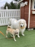 看板犬に新しい仲間が増えました♪