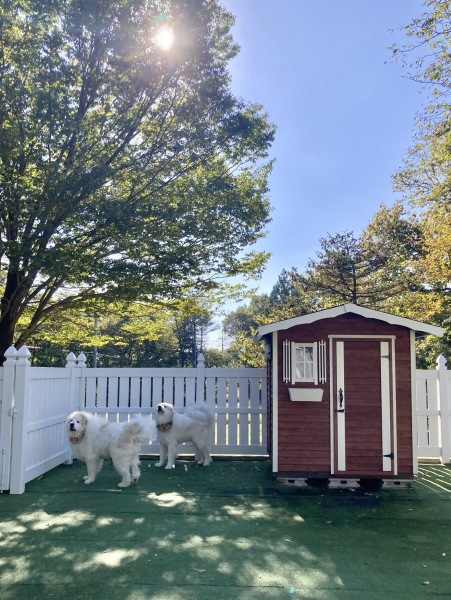 秋晴れと看板犬♪