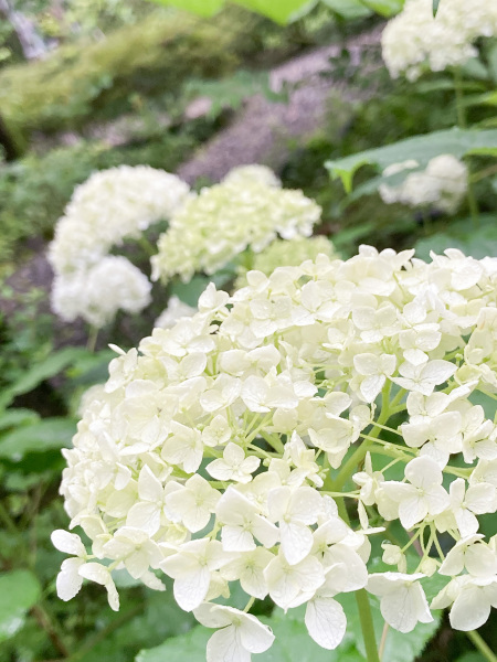 ガーデンの紫陽花