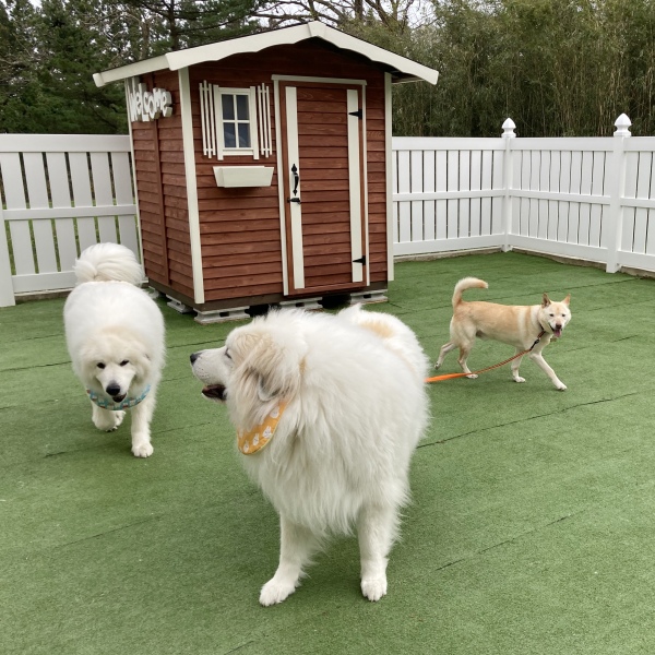 看板犬に新しい仲間が増えました♪