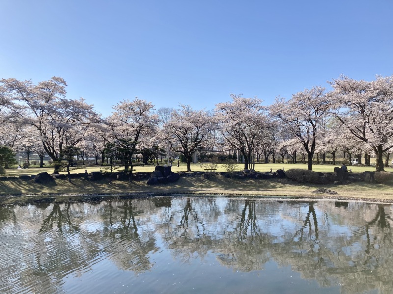 桜ロケ地　もうすぐ満開♡