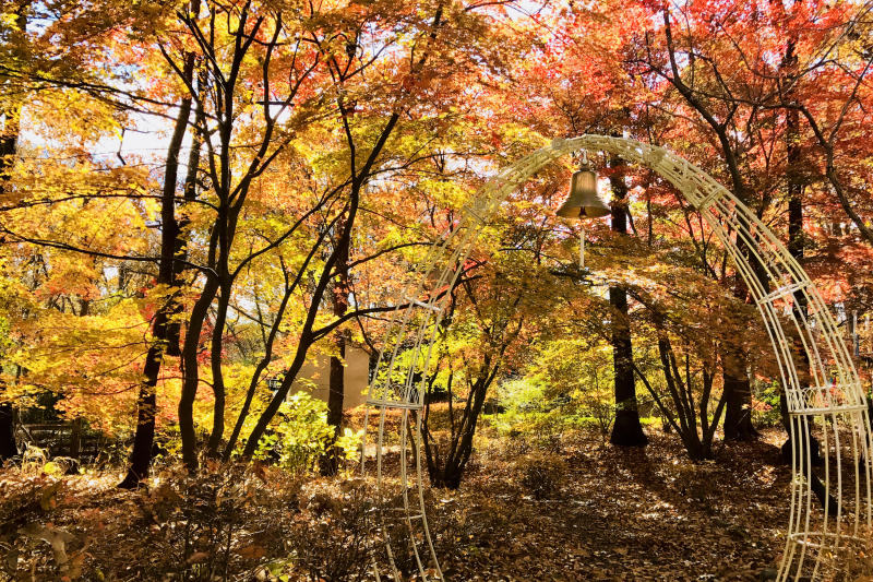 【大人気】ガーデンスタジオで貸切紅葉撮影