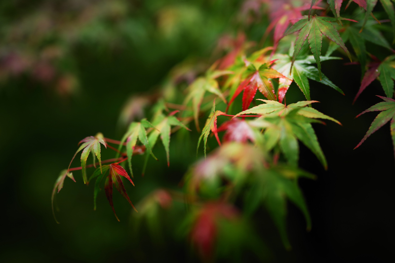 紅葉の秋! フォトウェディングの秋!