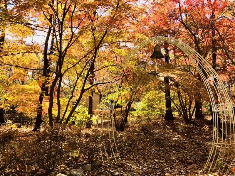 心踊る紅葉