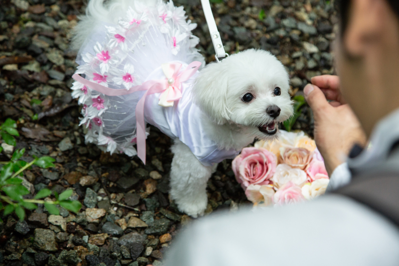 フォトウェディングは愛犬も一緒に♪