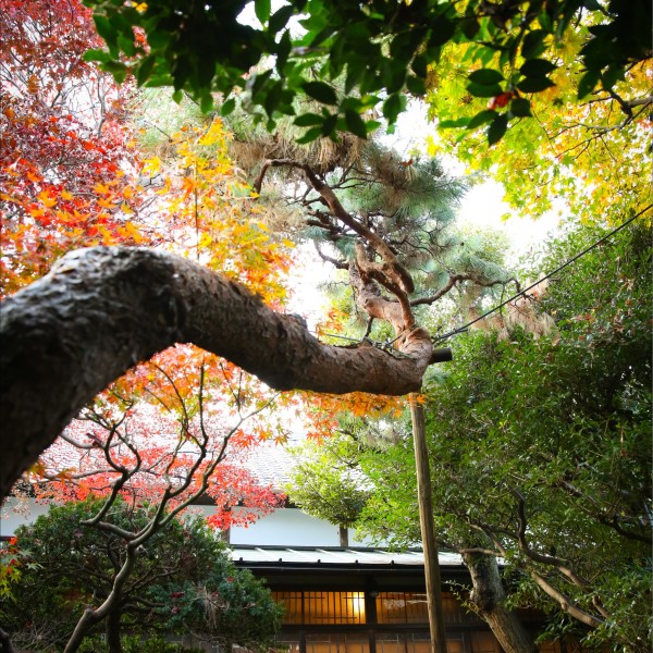 大人気！紅葉の季節