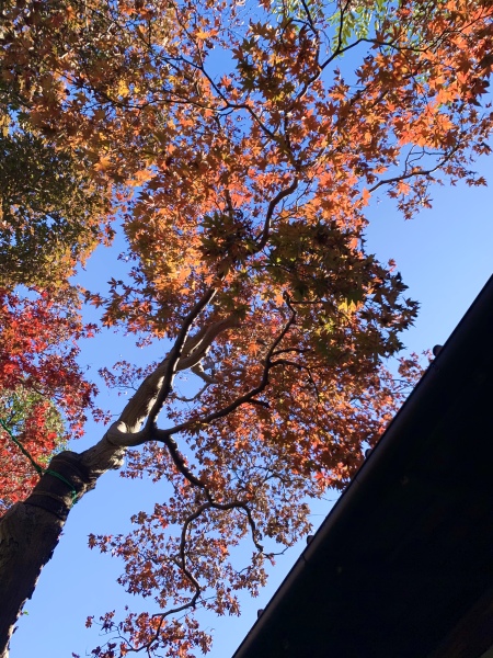 2020年の紅葉
