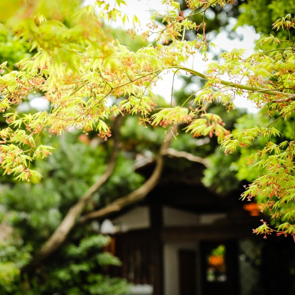 HATSUNEYA GARDENの秋