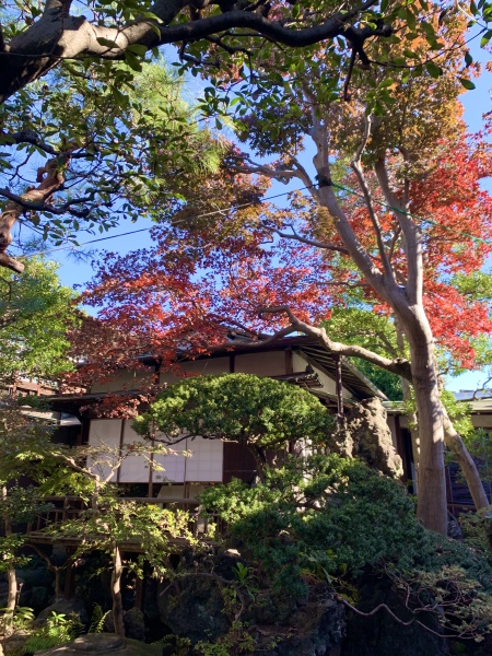 2020年の紅葉