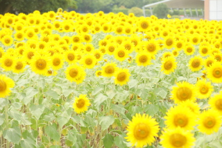 ひまわりロケーション