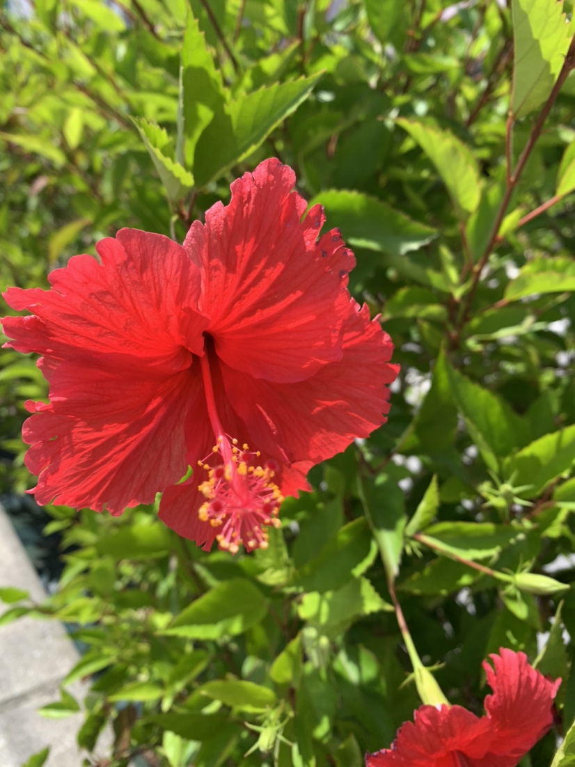 沖縄のお花 公開日 21年11月26日 Oceans Okinawa 沖縄県でフォトウェディング探すならphotorait 沖縄のお花 公開日 21年11月26日 Oceans Okinawa 沖縄県でフォトウェディング探すならphotorait