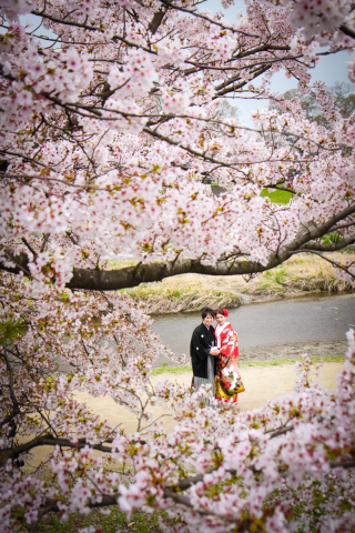 最新桜開花予想！民間３業者予想にバラツキあります。それだけ今年は？？？