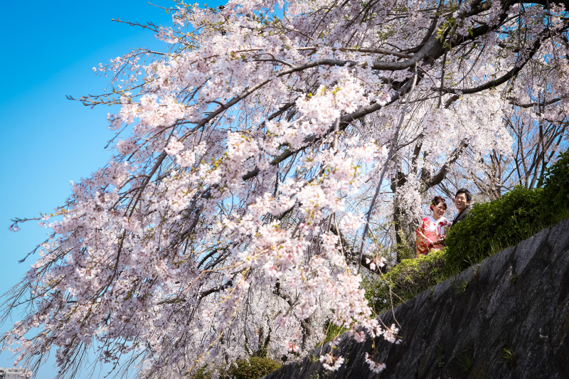 京都の開花予想　市内3月25日・嵐山3月30日　満開はその後7日後！　