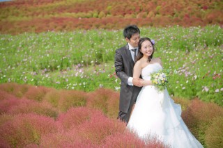 コキアとコスモス