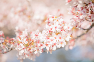 2024年桜開花予想！