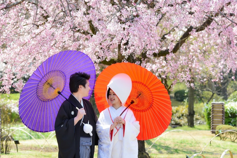 桜が見頃を迎えました