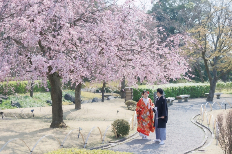 花田苑の桜