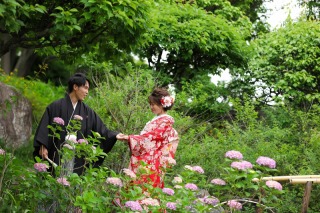 紫陽花が咲き始めました