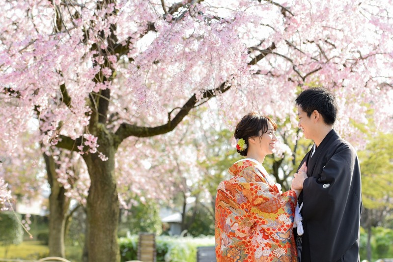桜が見頃を迎えました