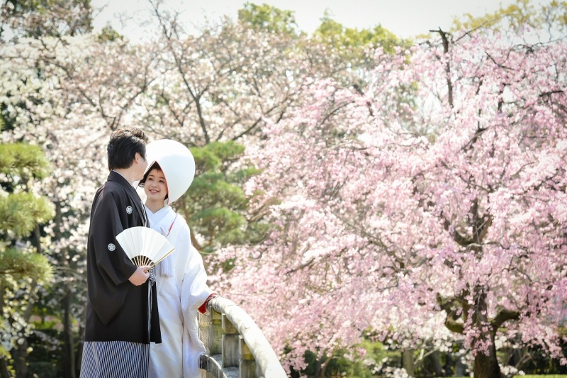 桜が見頃を迎えました