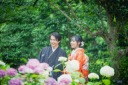 今年の紫陽花《花田苑》
