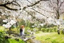 ꕤ••桜シーズン予約受付中••ꕤ