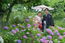 やっぱり素敵♡梅雨時期の花田苑♡