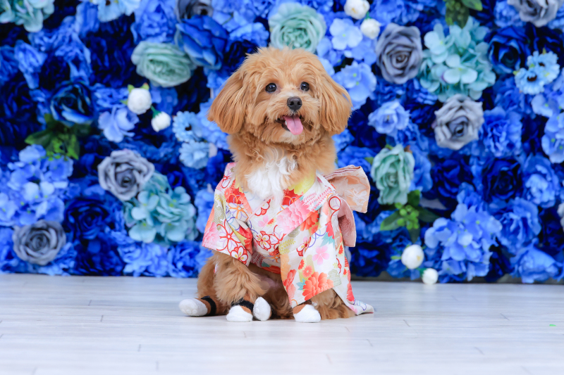 愛犬と一緒に撮影が出来ます！