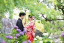 紫陽花が咲き始めました❁