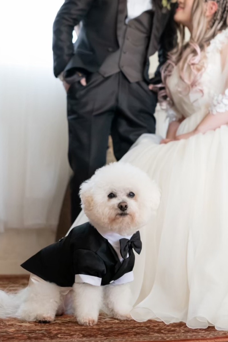 愛犬と一緒に、おしゃれに撮影！洋装スタジオでの撮影が人気の理由