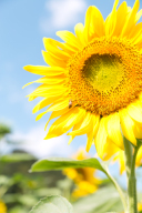 夏季休業のお知らせ