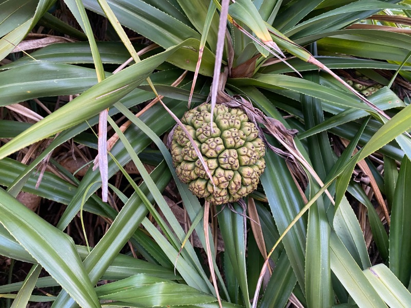 沖縄でよく見る植物